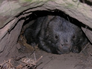 Wombat Resting