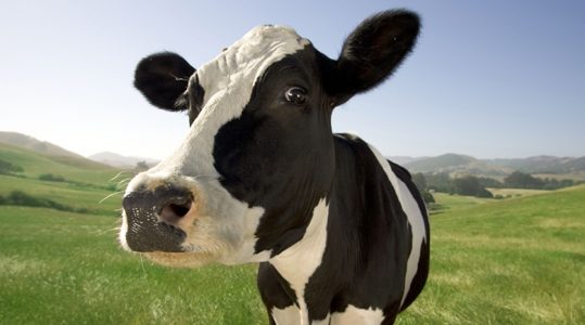 Happy-Cow-800x600