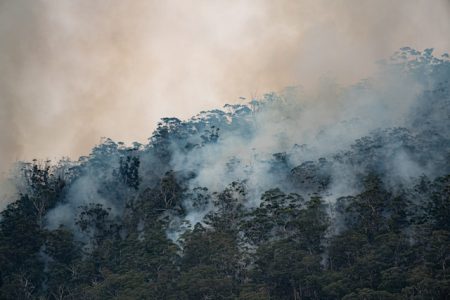 smoke emerging from the forest canopy on a hillside.